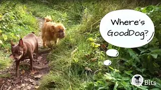 Where's GoodDog