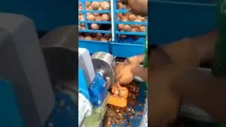 New Coconut Deshelling Machine 🥥  | Coconut Processing Machinery