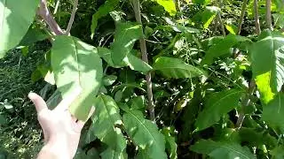 Hierba carm&iacute;n  o Phytolacca americana propiedades medicinales