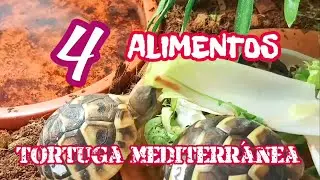 Tortuga baby Mediterr&aacute;nea alimentos semanales que no deben faltar