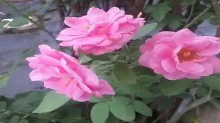 Rose Day Video Status Song Hindi for Love