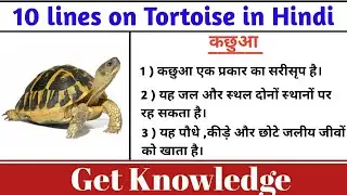 कछुआ पर 10 लाइन | 10 lines on Tortoise in Hindi | कछुआ पर 10 वाक्य🐢🐢 #कछुआ#tortoise#essay