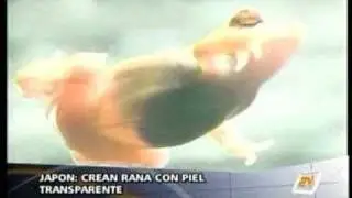 Ranas Transparentes en Jap&oacute;n