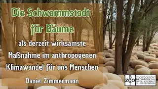 Die Schwammstadt für Bäume als wirksamste Maßnahme im Klimawandel für Menschen (Daniel Zimmermann)