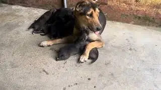 Sharing a Grilled Meat Sandwich with a Mother Dog and Her Puppies