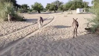 Donkey Mating| Animal MatIng #animals #donkey #wildlife 