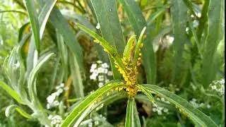 Amazing Aphids