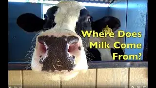 WHERE DOES MILK COME FROM?/ MOO COW MOO / EDUCATIONAL KIDS