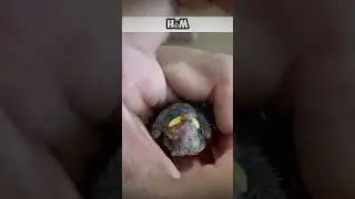 Птенец, которому подарили жизнь 🕊️