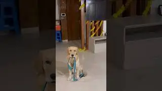 🤩🤩#goldenretriever#petshub #comedymovies #funny #funnycomedy #comedyshorts#pets #cute #shortvideos