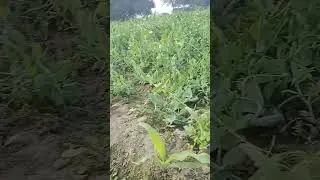 #funny #duet #comedy #grow #farming #fouryoupage #viralvideo #watch #देख #kishan
