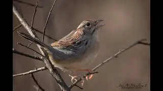 Bachman's Sparrow Singing