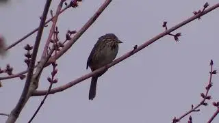 Song Sparrow Song 4 HQ HD