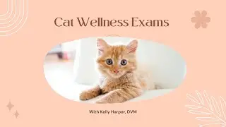 Cat Wellness Exams with Kelly Harper, DVM