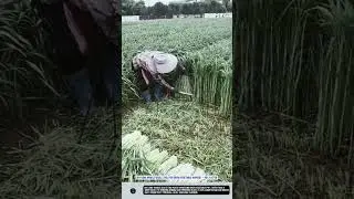 DIY Long Handle Sickle Tool for Green Vegetable Harvest &ndash; 40% Faster