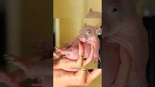 Crazy Hairless Animals 🤯😂  #shortsfeed #shorts