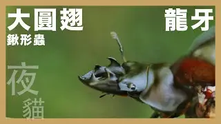 【大圓翅鍬形蟲】-【龍牙的傳人】又是犧牲睡眠品質系列