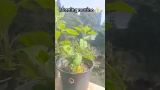 Daily Morning Routine | Positive Vibes ✨ #ytshorts​ #shortsfeed​ #shorts​ #vlog​ #viral​ #trending​