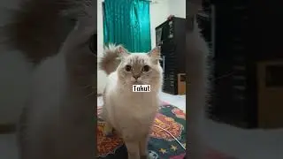 Keunikan pupil kucing #kucingimut #kucingpintar #kucinglucu #kucingcomel