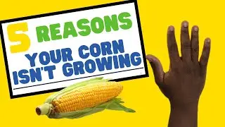 Mistakes to avoid when growing corn at home