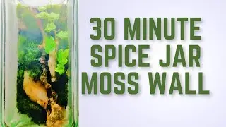 Making a Magical Moss Wall Terrarium from an Empty Spice Jar!
