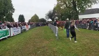 La foire aux chevaux de Kerien (C&ocirc;tes-d'Armor). Samedi 18 octobre 2025.