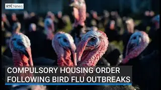 Housing order imposed after bird flu outbreak in Carlow turkey flock