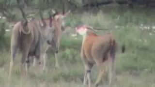 Helicopter Pig Hunting with Texas Specialty Hunts, Helicopter Hog Hunting on 650,000 acres in Texas