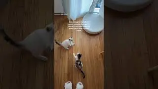 Your sign to get a bonded pair of cats #kittens #kittensoftiktok #cats #catsoftiktok