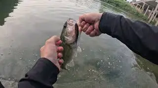 4K Bass Fishing Live Streaming Highlight in USA River Megabass Shimano Metanium DC Jackall KSK BAITS
