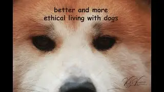Understanding Dog Behavior through Neutral Observation, including Common Misinterpretations