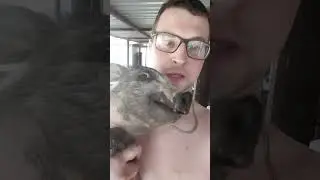Вьетнамский поросенок крик #pig #свиноматка #animals #смешновидео #кабаны #funny #pigfeed #животные
