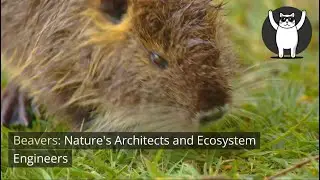 Beavers: Nature's Architects and Ecosystem Engineers