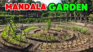 How I Created a Beautiful Mandala Design Garden Using Plastic Bottles in my Community (2024)
