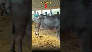 🚨Krosur Buffalo Market Letest Video In 2026 | Erragadda Buffalo Market New Update | Nani Unfiltered