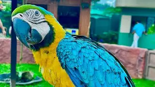 Vythiri Farm Wayanad Old Vythiri#kerala #wayanad #uae #india #travel #animals #birds #petlover
