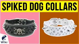 10 Best Spiked Dog Collars 2020