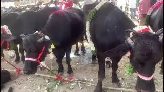 Narsingi Buffalo Market PASHU JATRA Al Fajr Dairy Farm Pure Murrah Buffaloes Part 3