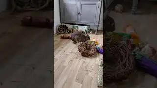Bunny jumps over toy pile