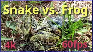 Garter Snake Devours Bullfrog | Incredible Snake vs Frog Feeding Footage