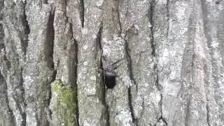 Prionus coriarius (Linnaeus,1758). Самец усача-кожевника.