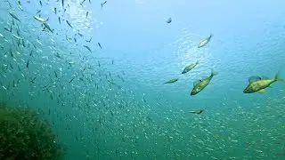 The underwater life of Schladitzer See