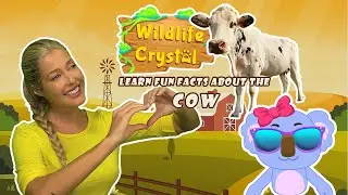 Cow Facts
