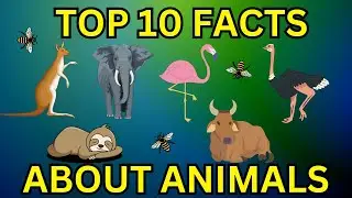 😱Discover the Most Unusual Animal Adaptations with These 10 Fascinating Facts! | FACT O'CLOCK