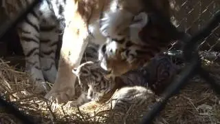 Tiger Cubs in Full Color