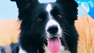 Border Collie Facts