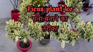Full care of starlight ficus plant ||Ficus ki care/ propagation || Ficus plant ko घना बनाने का तरीका