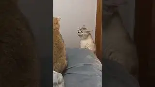 Cat meowing | Cat meowing to attract cats | Cat Lovers TV