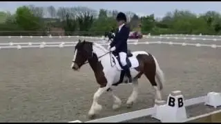 Dressage Cob