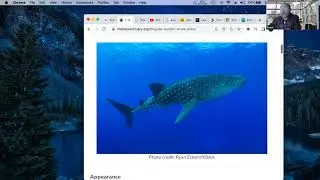 Whale Sharks are Filter Feeders | Conservation Lab #001